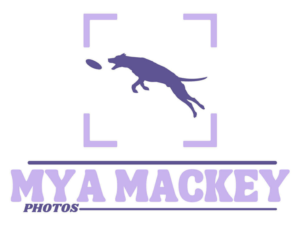 United Flyball League International